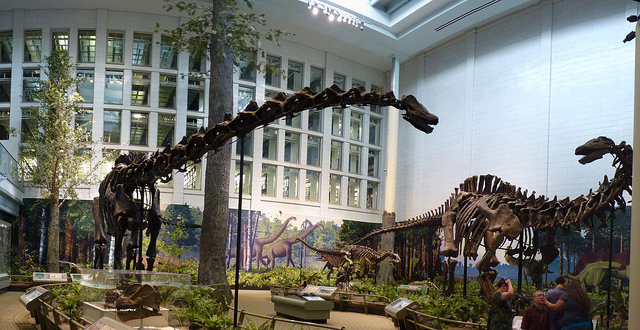 Carnegie Museum of Natural History.
