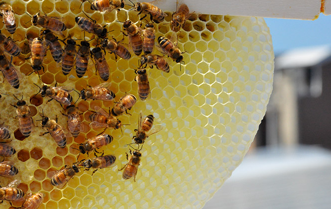 Close up of freshly built comb. Photo by Ironbee Collective on Flickr.